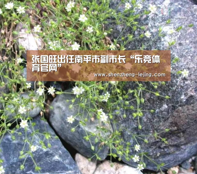 乐竞体育平台